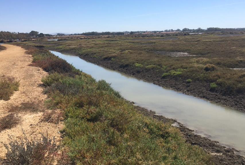 Canal recto de agua entre muros cubiertos de vegetación