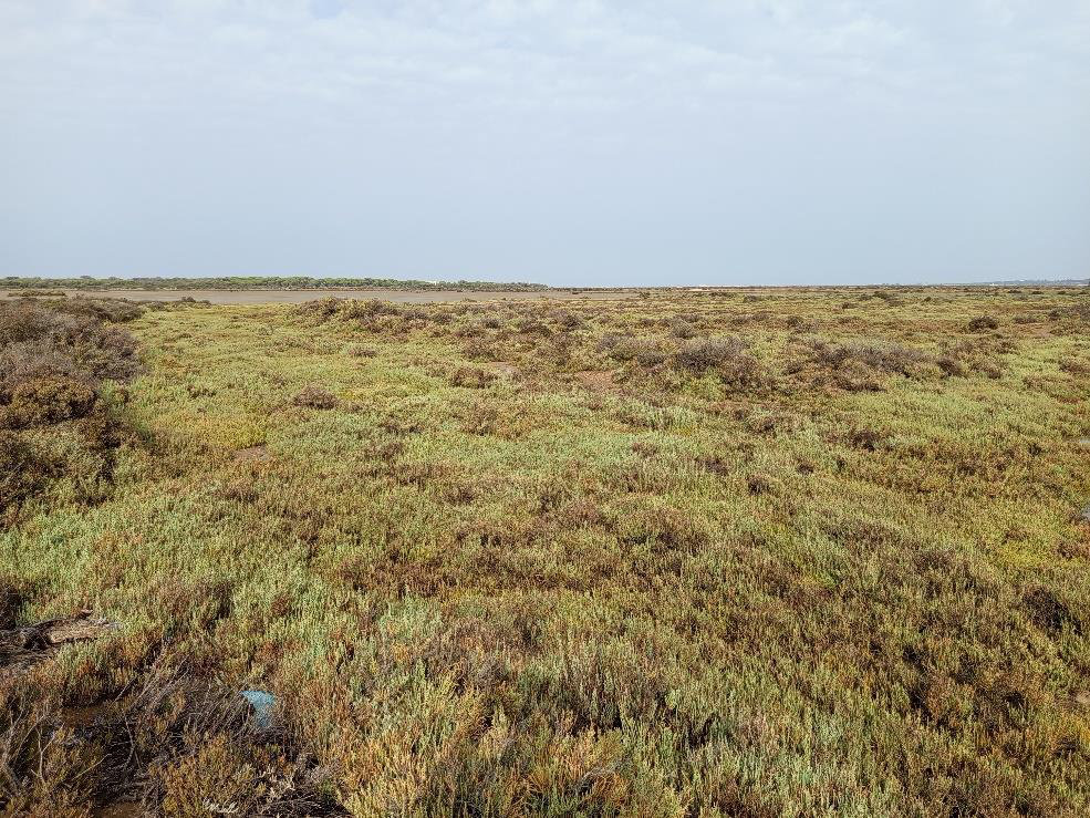 Llanura cubierta de salicornias donde estaban los cristalizadores
