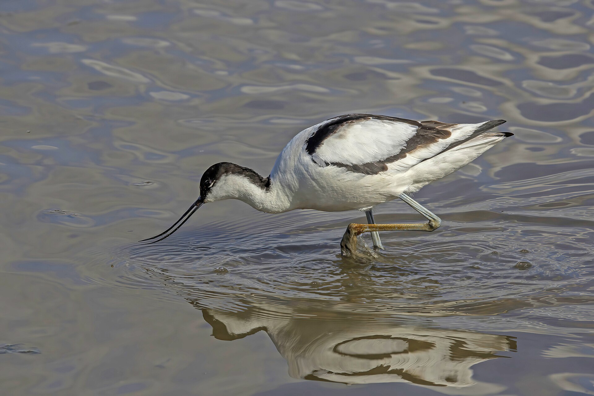 Avoceta blanca y negra con el pico curvado hacia arriba