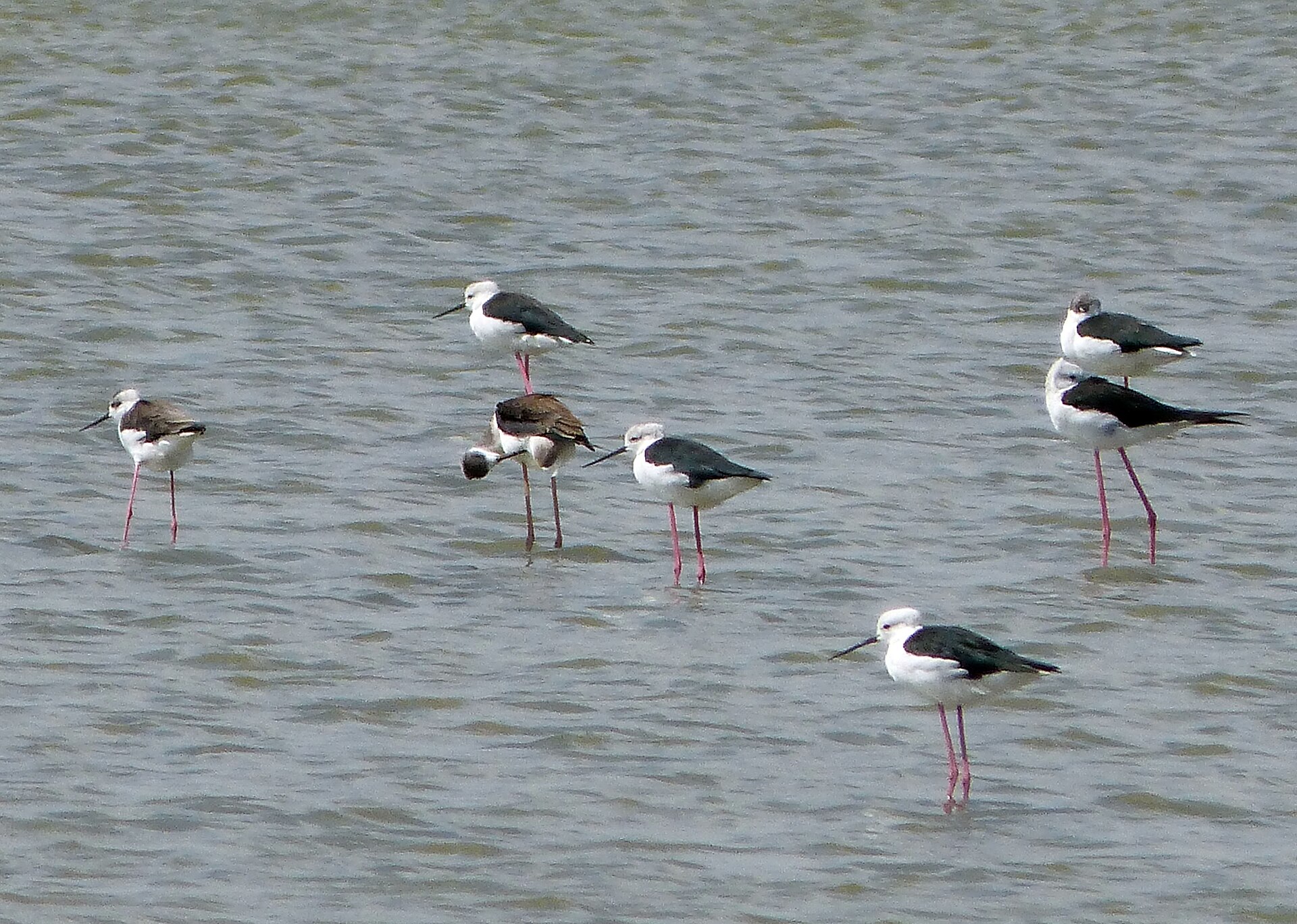 Dos cigüeñuelas de patas largas y rojas en aguas someras
