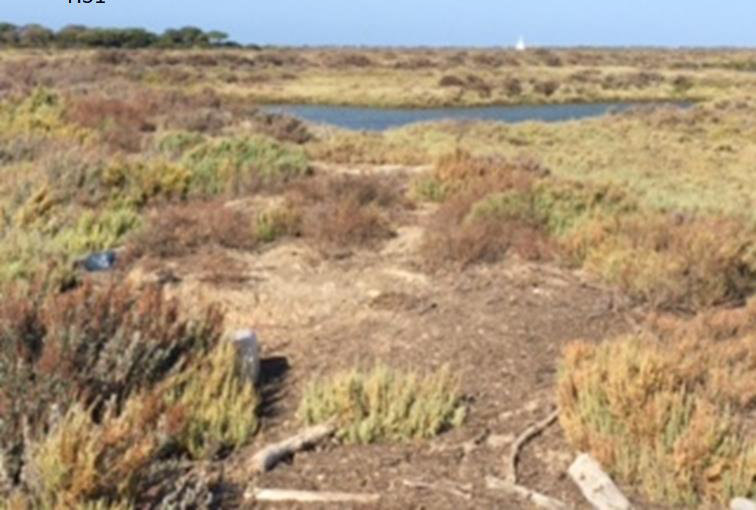 Islas de vegetación halófila dentro de un estero