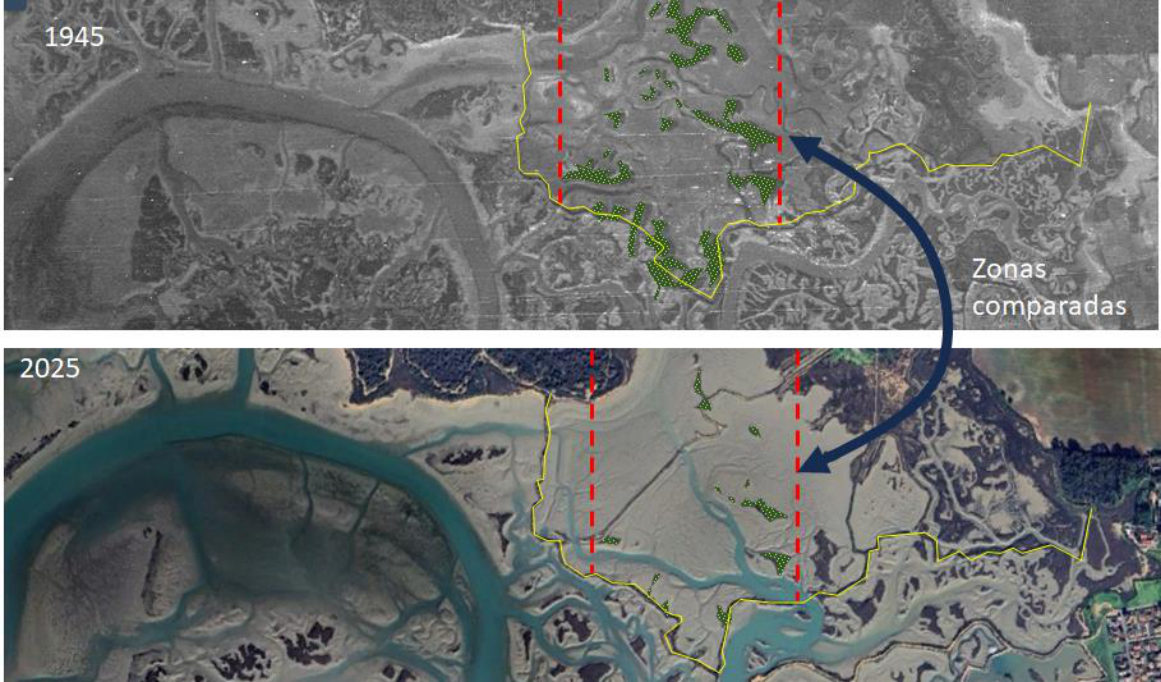 Comparación de 1945 y 2025: la vegetación de las islas interiores casi ha desaparecido