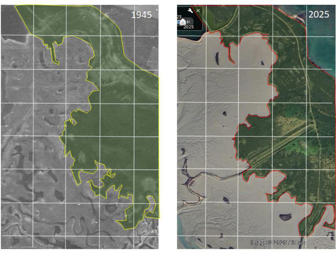 Comparación del borde vegetado de la laguna en 1945 y 2025
